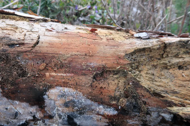 Coniochaeta malacotricha 1 - IMG_7023